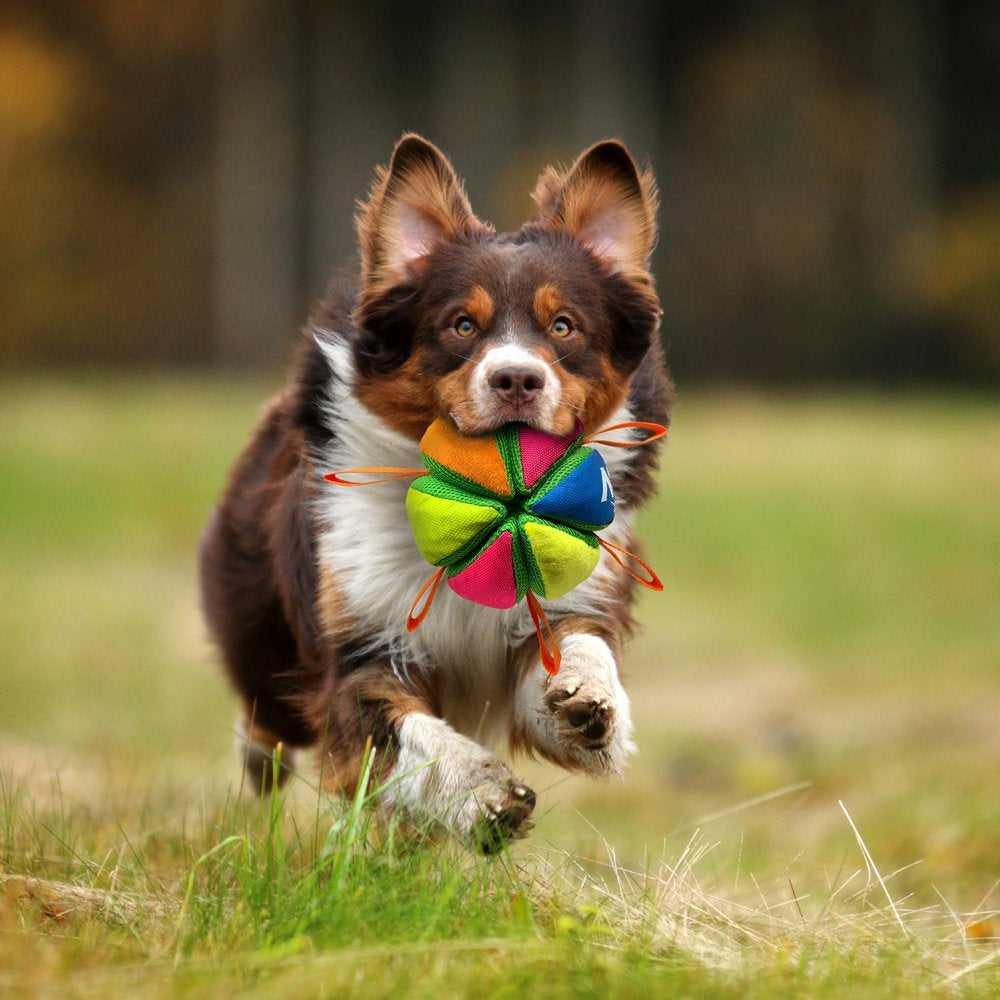 Squeak & Crunch Wedgeball with Straps Fetch Dog Toy