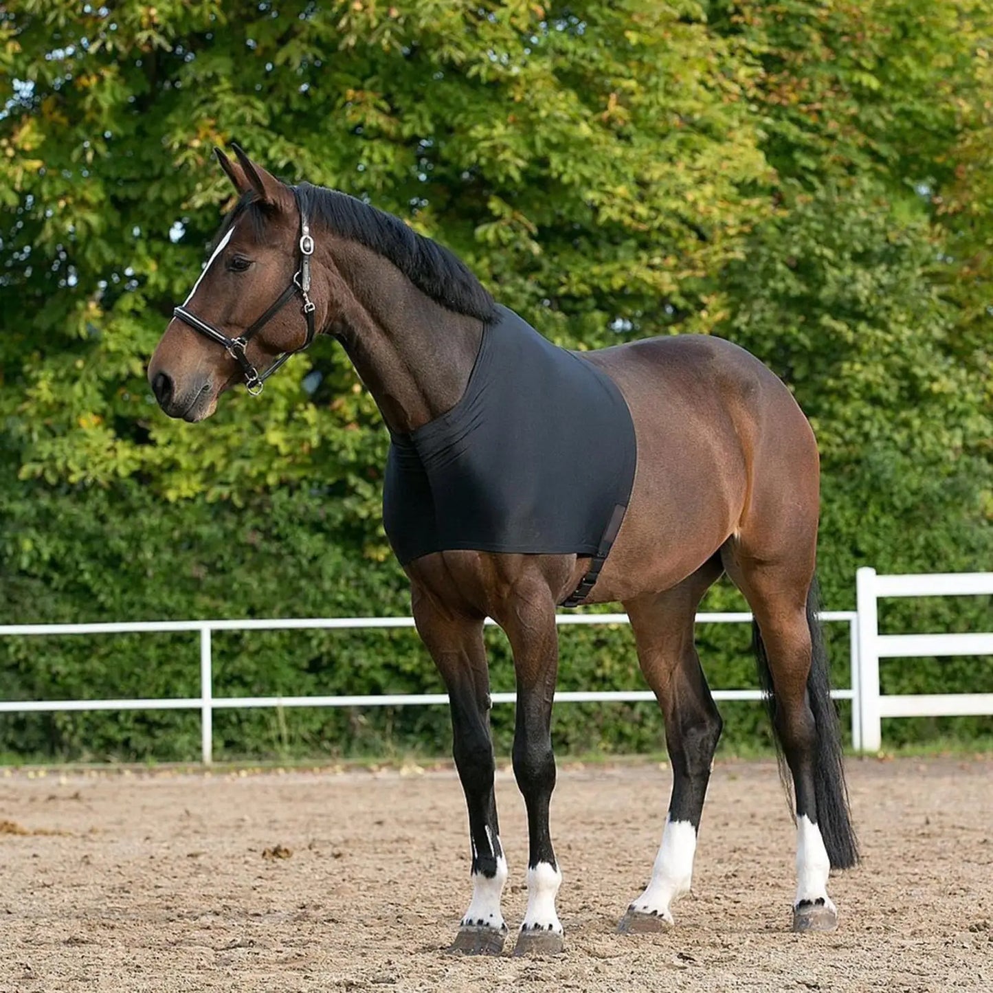 Horse Shoulder Guard