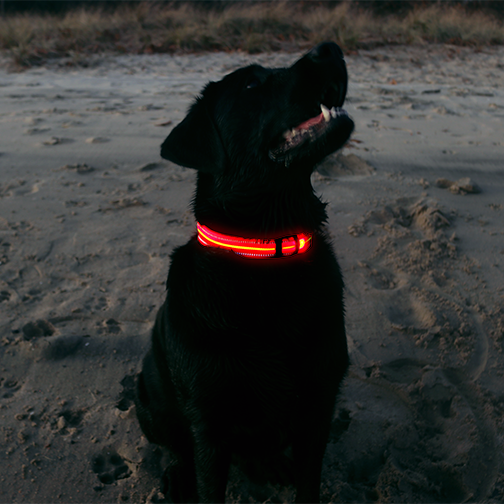 Rechargeable L.E.D Light Up Safety Dog Collar