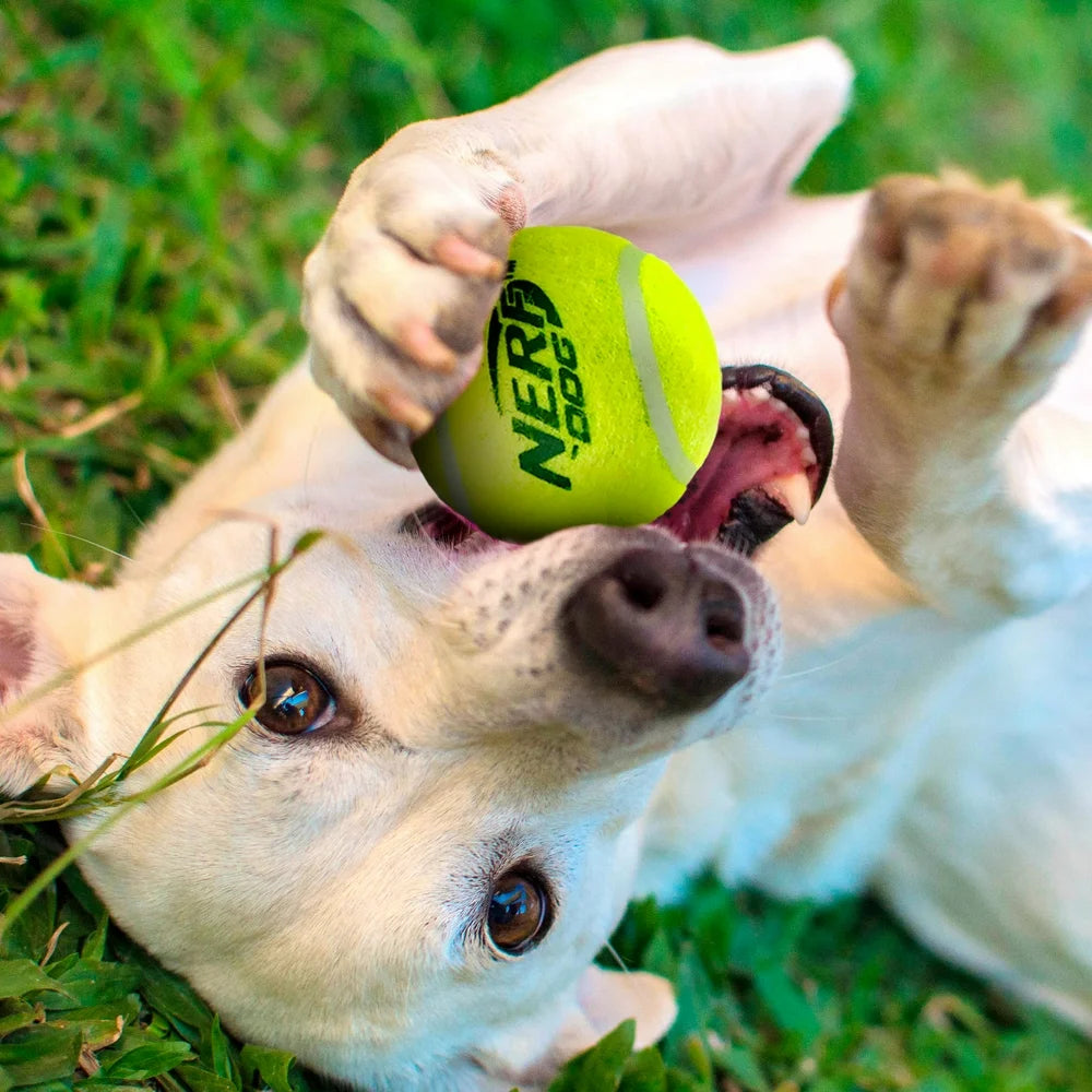 2.5-Inch Squeak Tennis Ball Dog Toy, 3-Pack